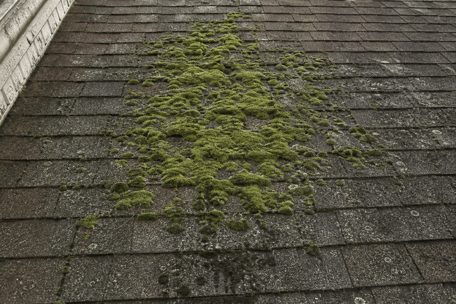 Shaded residential asphalt roof with a thick green moss patch growing in the center of the shingle field